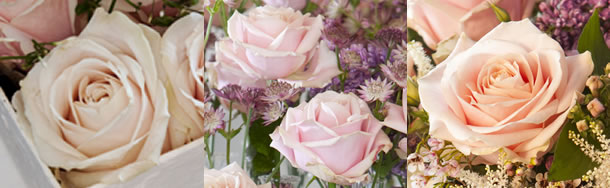 sweet avalanche rose graphic sweet avalanche rose graphic
